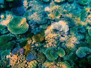 Naklejka na ściany i meble Coral reef in Somosomo Strait off the coast of Taveuni Island, Fiji