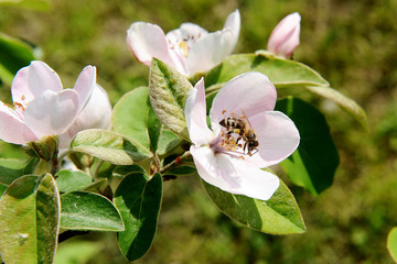 Quince blossom tree