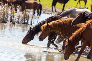 Horse on watering places on the lake