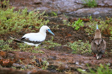 Red-footed Booby on Genovesa Island, Galapagos National Park, Ecuador