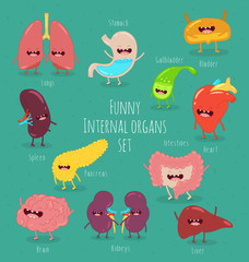 Internal organs - 164942693
