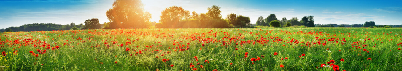 Beautiful poppy flowers on the field at sunset - obrazy, fototapety, plakaty