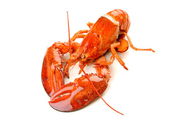 Boiled Lobster