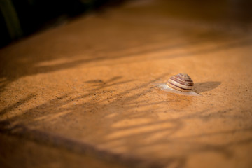 Garden snail on a stones deck and a shadows from herbs