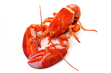 Boiled Lobster