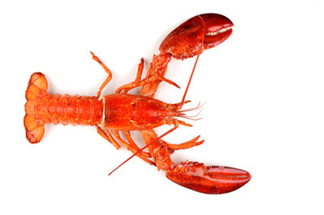 Boiled Lobster