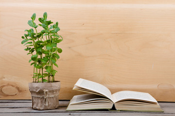 Education and reading concept - books and green plant