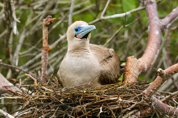 Red-footed booby (Sula sula) sitting on a nest