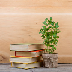 Education and reading concept - books and green plant