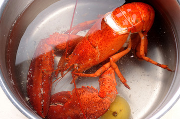 cooked lobster in a pot