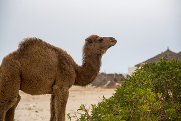 camel for tourist traffic in a dust in Tunisia