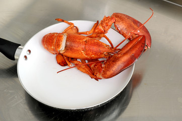 Cooked European common lobster