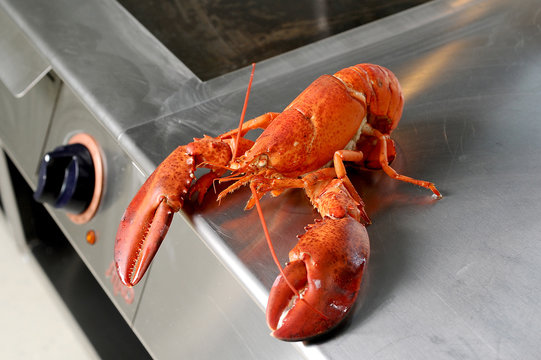 Cooked European common lobster