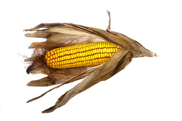 fresh raw corn after harvest