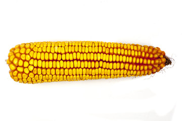 fresh raw corn after harvest