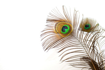 Obraz premium peacock feather isolated on a white background