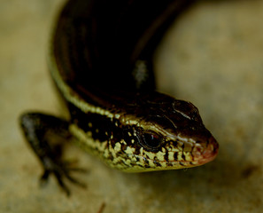 Close up  scincoid lizard   in the forest