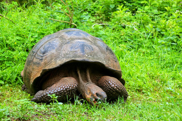 Fototapeta premium Galapagos giant tortoise on Santa Cruz Island in Galapagos National Park, Ecuador