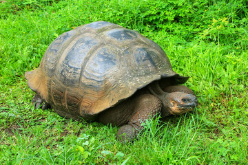 Galapagos giant tortoise on Santa Cruz Island in Galapagos National Park, Ecuador