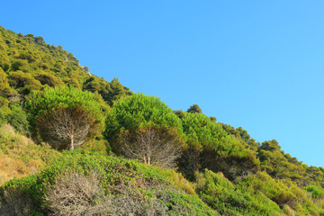 Forest of pine trees in wilderness mountains rugged