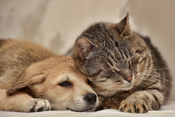 Cat and puppy
