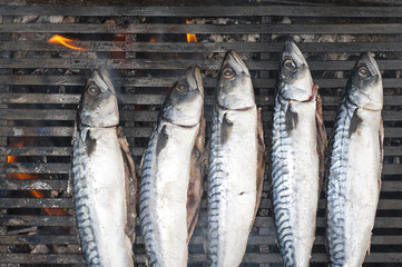 mackerel on the grill