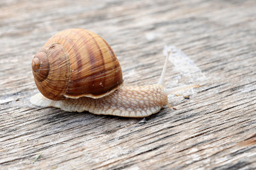 Snail