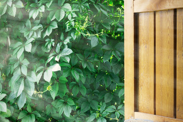 Open door with sunlight and green leaves