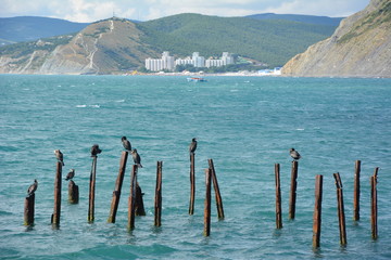 Birds on old iron piles off the coast