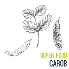 Carob. Super food hand drawn sketch vector
