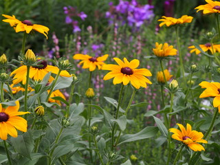 Rudbeckia hirta - black-eyed-Susan  
