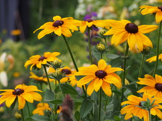 Rudbeckia hirta - black-eyed-Susan  