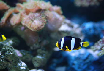 Fototapeta na wymiar Clarke's Anemonefish (Clownfish) fish.