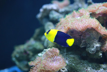 Fototapeta na wymiar Bicolor angelfish (Centropyge bicolor)