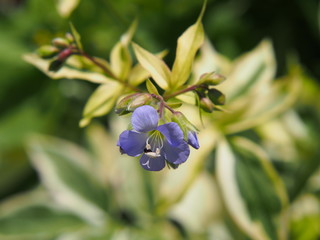 Variegated Polemonium reptans 'Stairway to Heaven