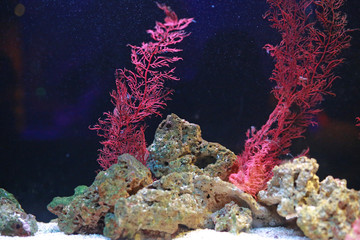 Fototapeta na wymiar Corals in aquarium tank.