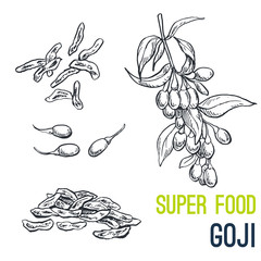 goji, Super food hand drawn sketch vector