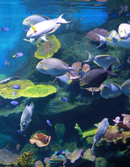 Coral and fishes in aquarium tank.