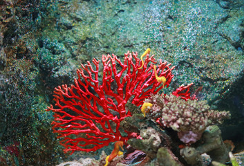 Naklejka na ściany i meble Corals in aquarium tank.