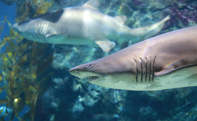 Fototapeta premium White Shark Underwater.