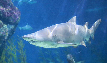 White Shark Underwater.