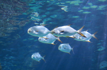 fishes in aquarium tank.