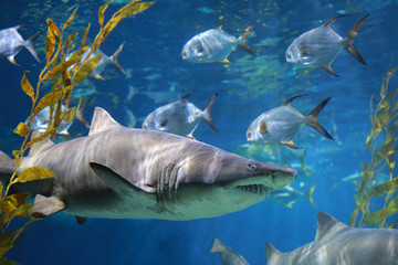 White Shark Underwater.