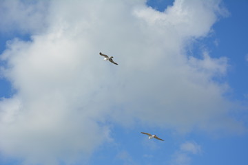 Gulls in the sky with clouds