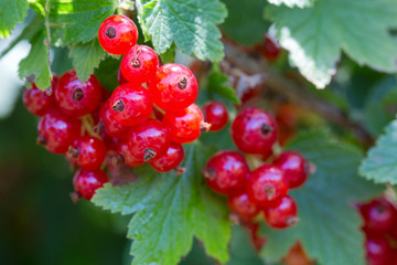 Macro shot on red currant in summer garden.