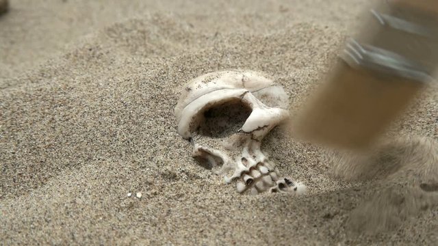 Human skull brushed from the sand
