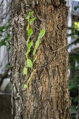 Obraz premium Green on the tree