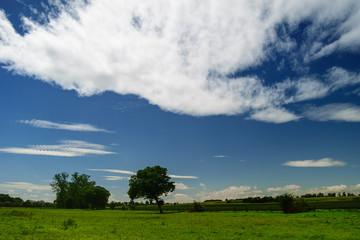 Fototapeta premium Meadow and tree. Countryside landscape, summer time