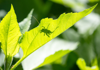 Grasshopper on a green leaf in the open air