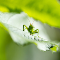 Grasshopper on a green leaf in the open air